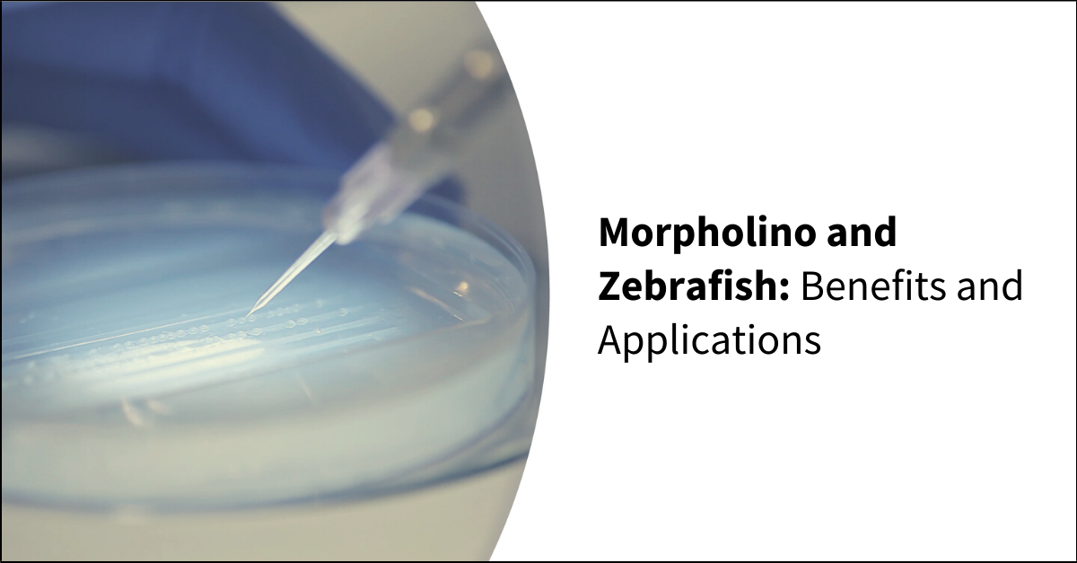 Morpholino and Zebrafish Benefits and Applications
